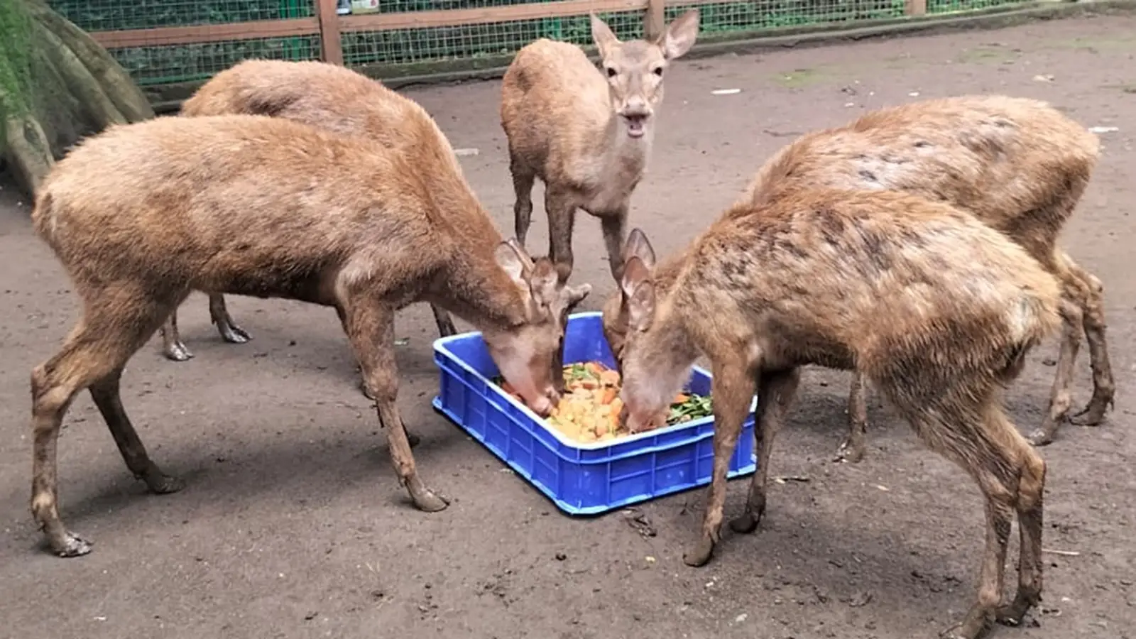 Kawanan rusa tengah menikmati pakan di Bandung Zoo.