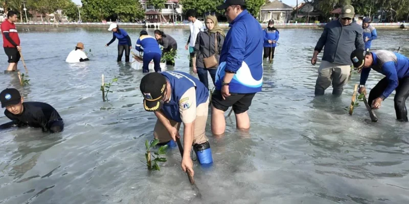 Penanaman mangrove untuk mencegah abrasi di Kepulauan Seribu. (Foto : Beritajakarta)