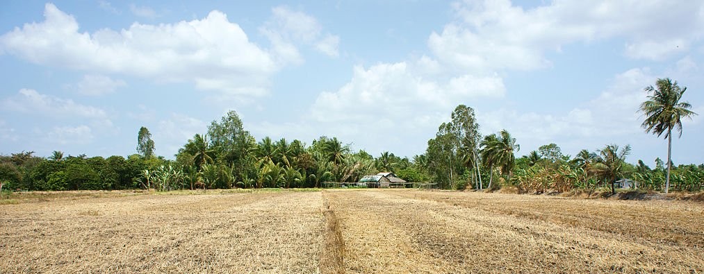 Sawah yang terdampak kekeringan/Net